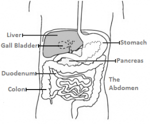 fatty liver ezra protocal